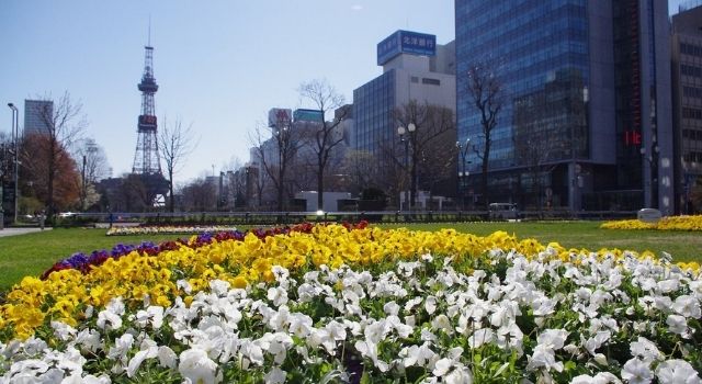 大通公園のお花の写真