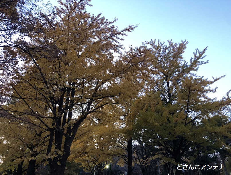 北大の紅葉の写真